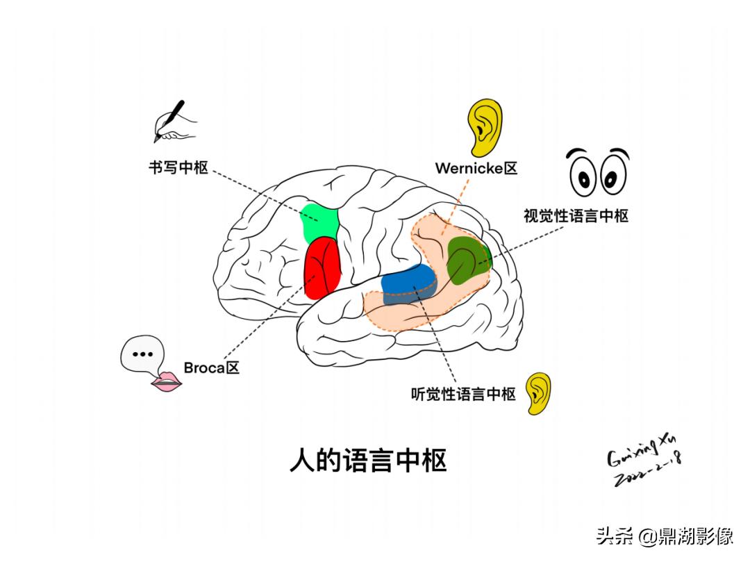 大脑皮层的解剖与定位,大脑解剖学习绘图笔记