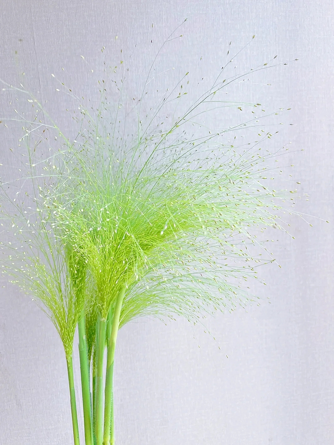 花艺教程花材打理知识,花艺教程常用花材及叶材有哪些