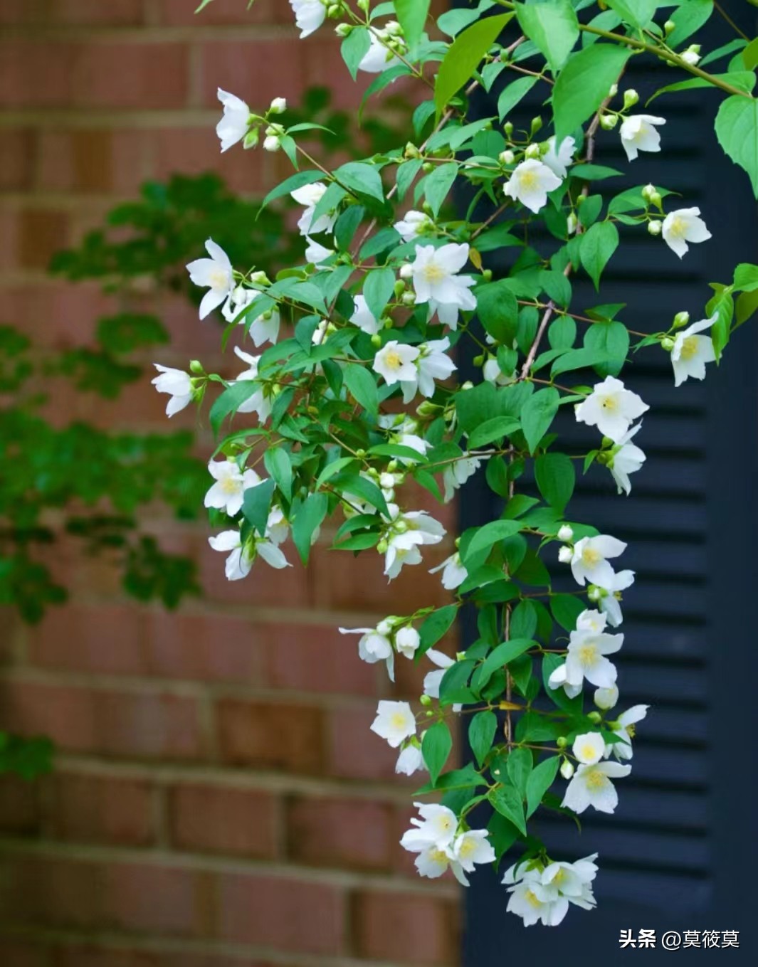 贵州省的省花叫什么名,贵州各个县的县花