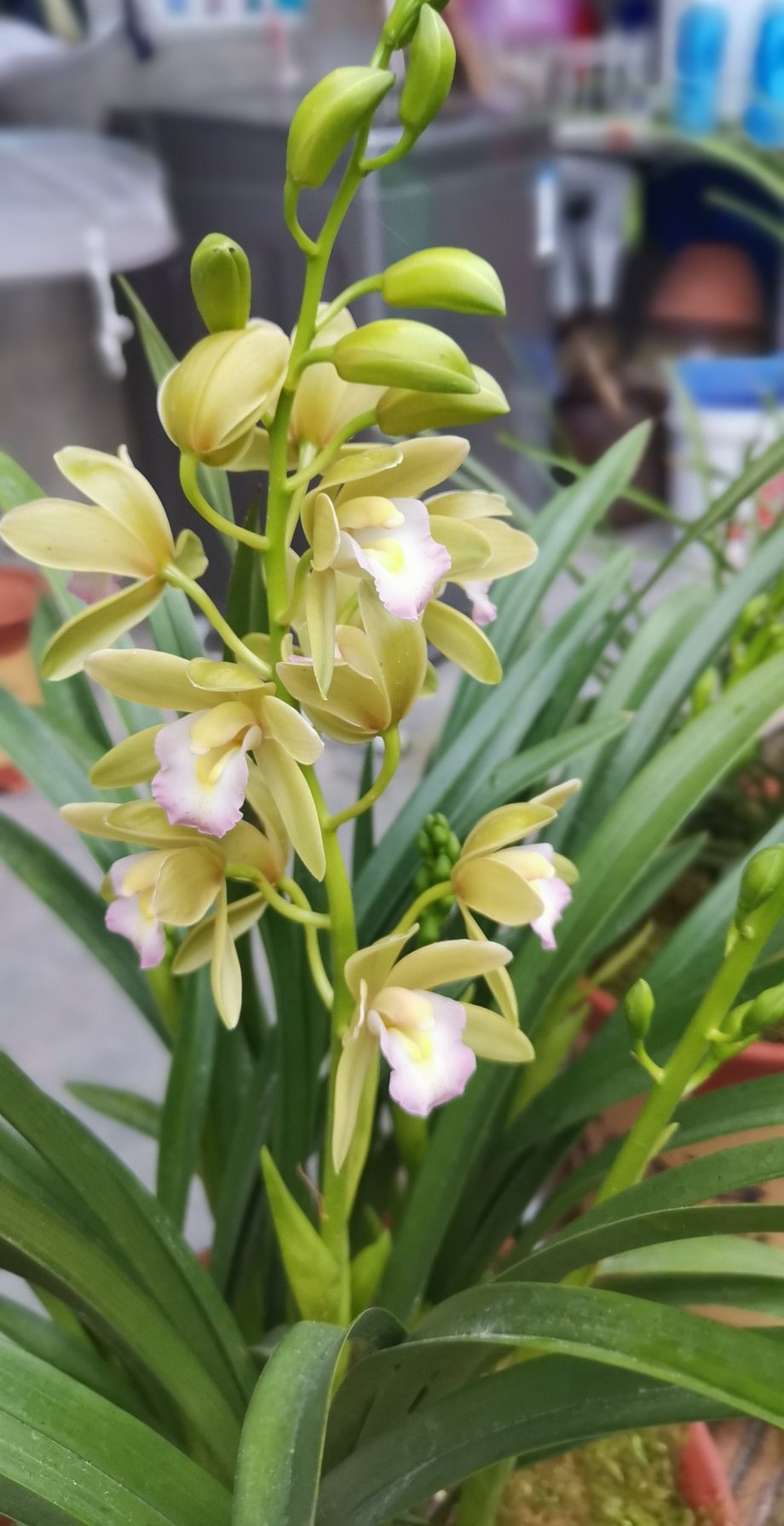 青玉单珠无相,青玉偏蓝色