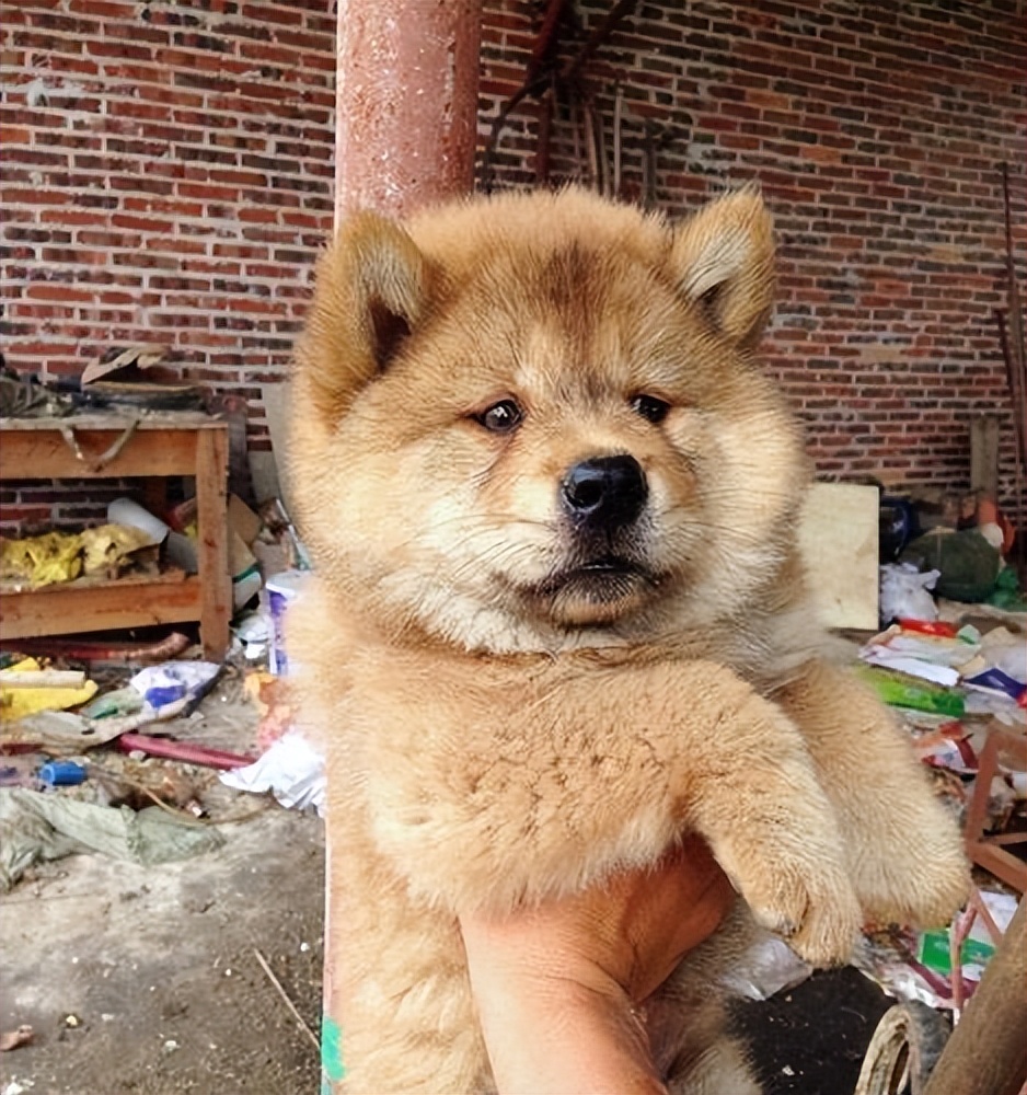 新手适合养的狗便宜可爱,又便宜又可爱的狗