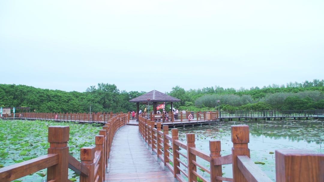 爱牙护牙健康知识优质课,爱牙护牙去哪里学习