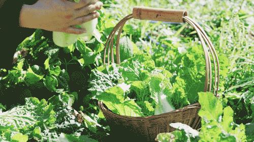 裸辞女教师云南,辞职女教师隐居山村多年