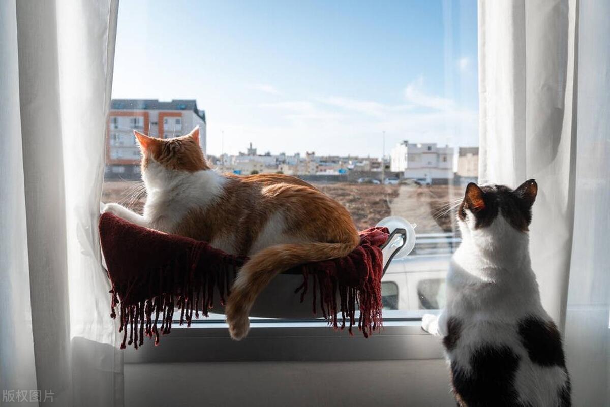 后院猫有多厉害,后院猫和病猫有什么区别