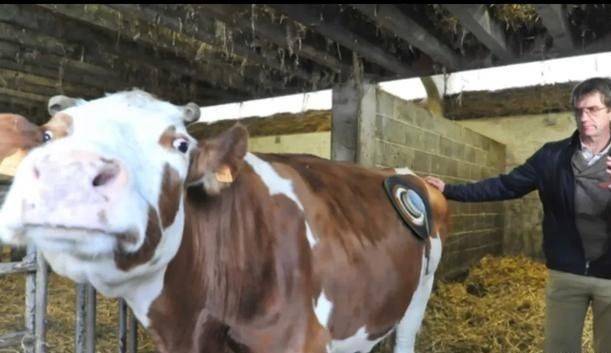 美国人养牛新方法,美国人养牛的方法