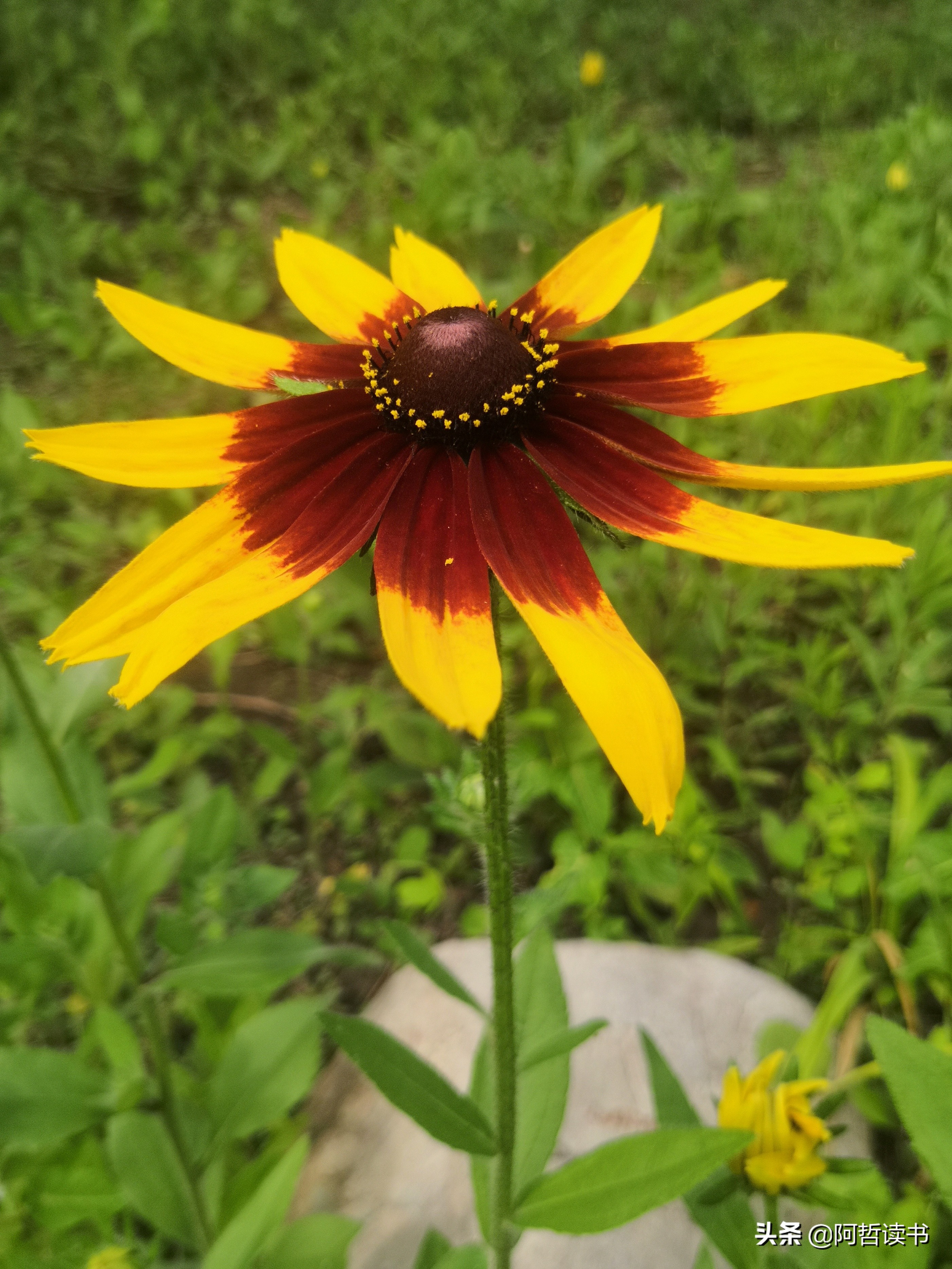 黑心金光菊：花名不雅，花姿灿烂，菊花里独特耀眼的一款