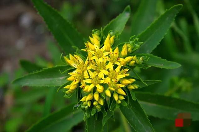 家前屋后栽蛇草真的能驱蛇吗,门前种什么草蛇会怕
