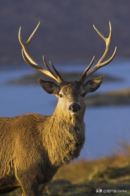 江西“指鼠为鸭”事件：鼠是鼠，鸭是鸭，人是人吗？