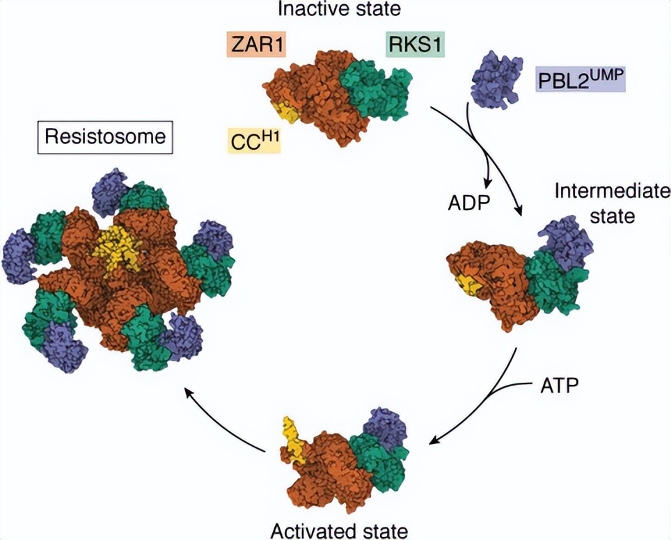 植物抗病基因的研究进展,植物免疫反应调控方法