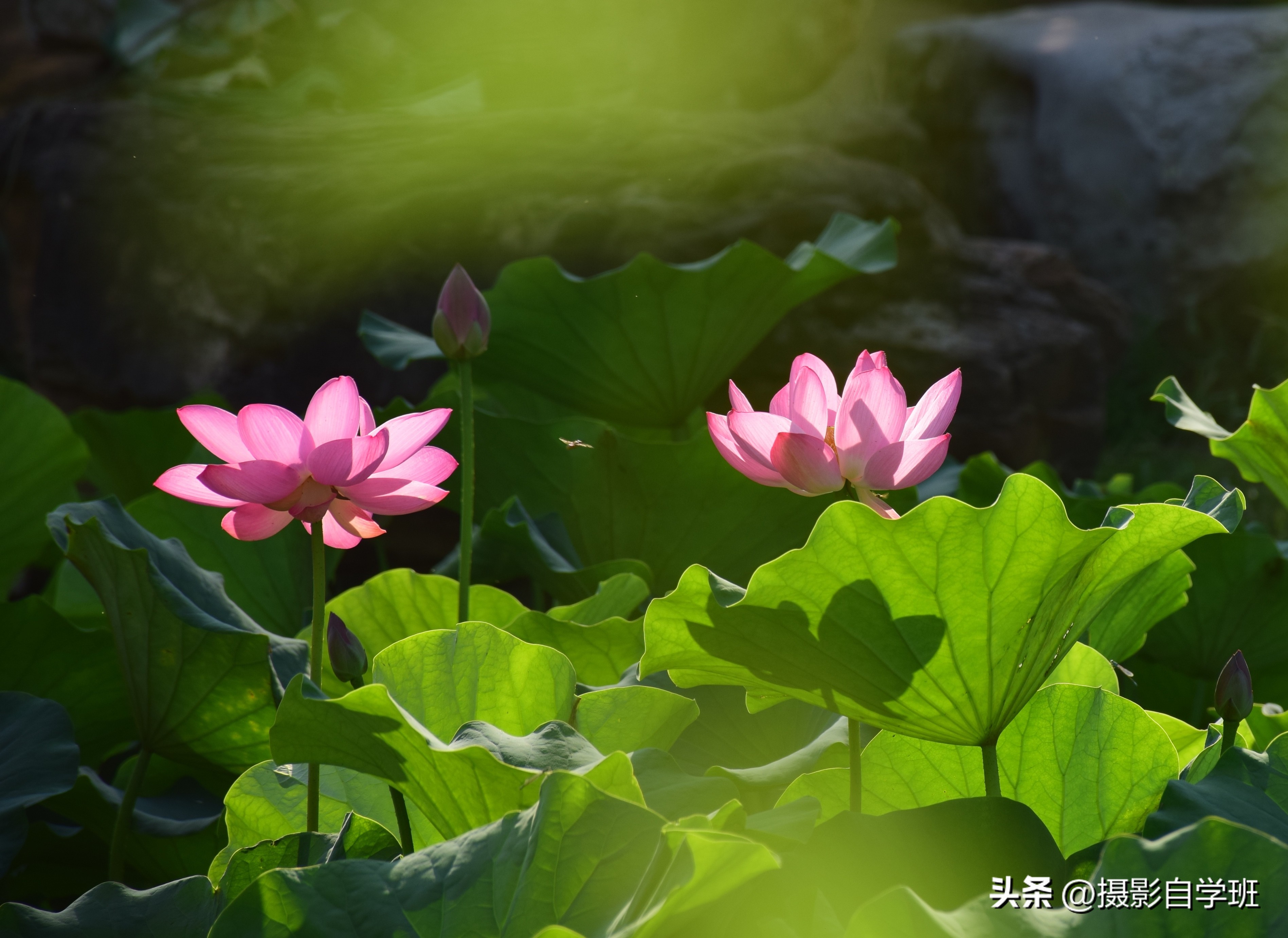 第二十一届摄影作品征稿,摄友投稿图片