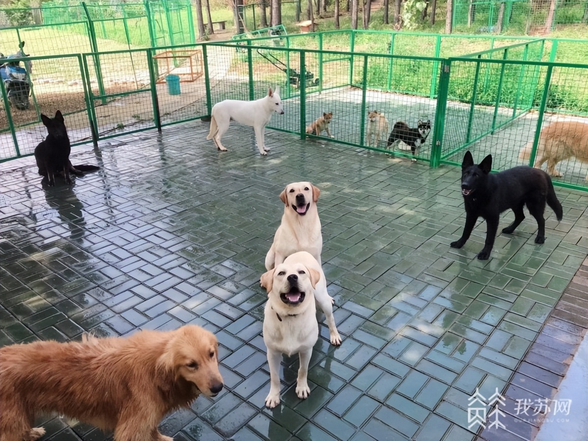 专业训练狗狗多少钱一个月,5000元一个月的狗狗培训