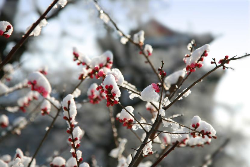 仙人掌墨西哥国花,仙人掌哪个国家的国花
