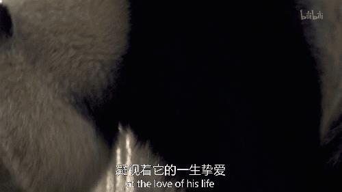 大熊猫喜妹咬伤饲养员,每天认识一只大熊猫