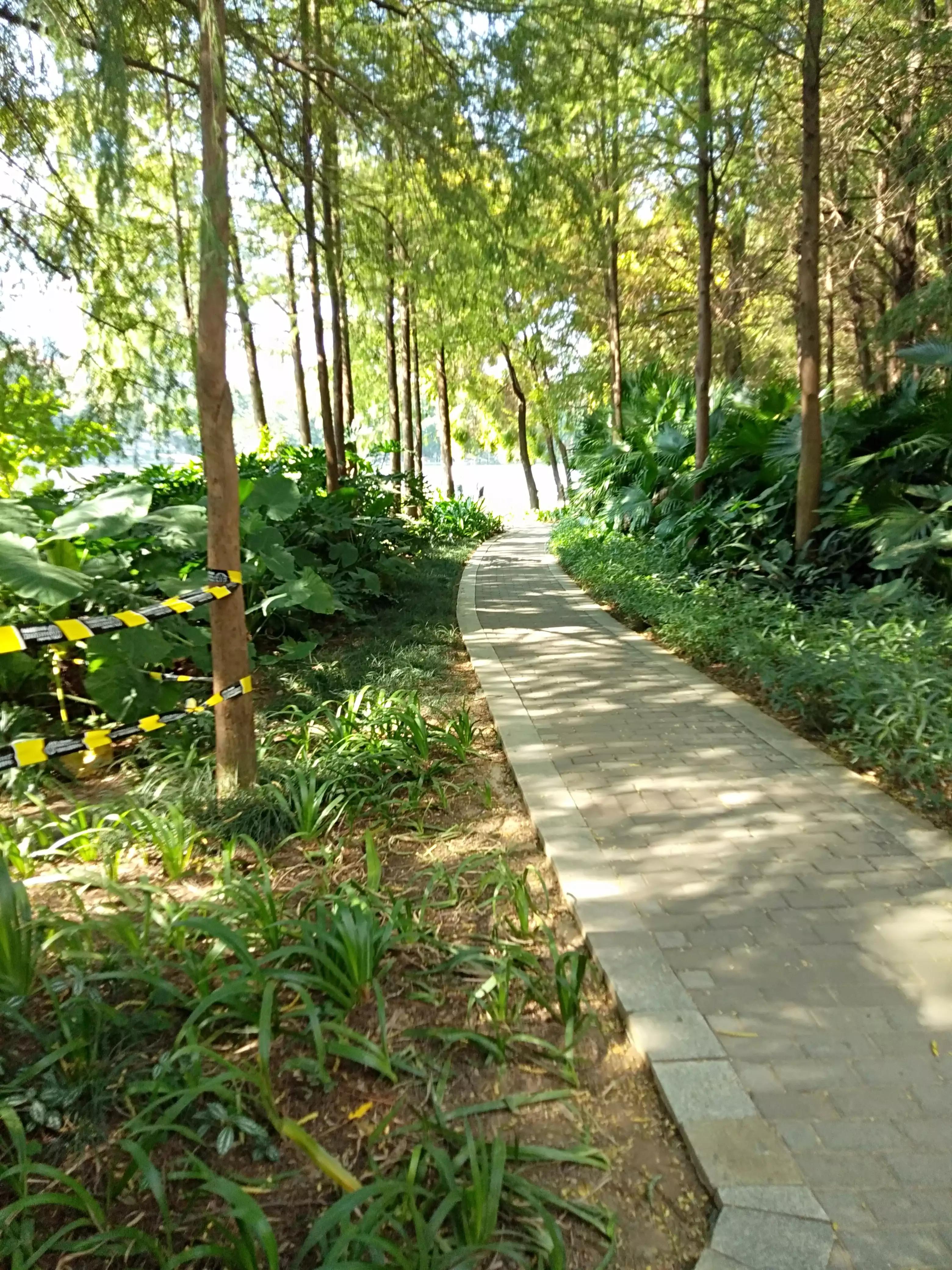 深圳洪湖公园冬季景色,冬天的洪湖公园