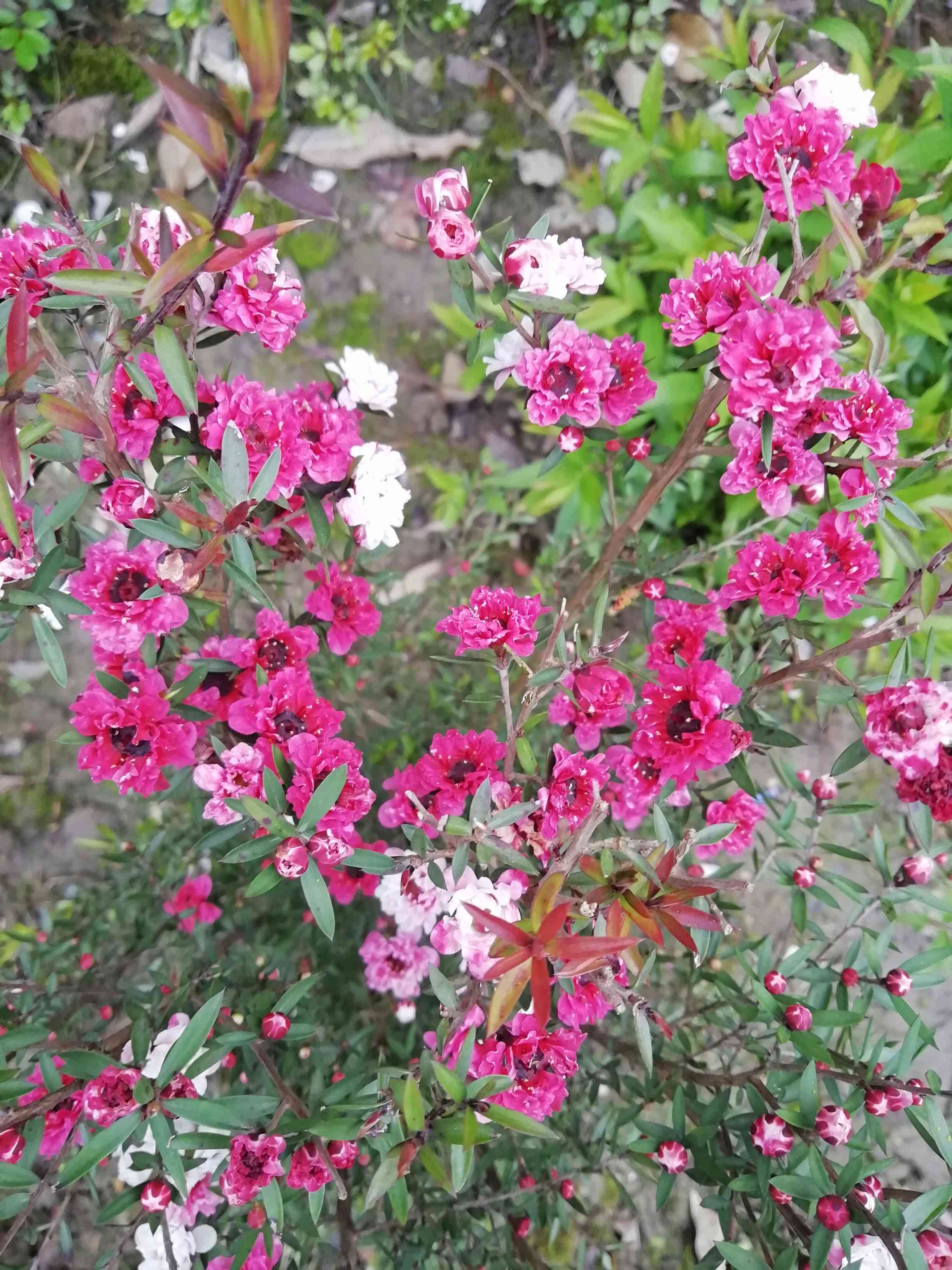 松红梅与松针梅区别,跟松红梅很像的花有什么