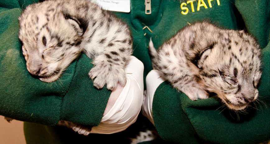 08年新疆牧民捡两只猫崽,中国男子捡到一只奶猫