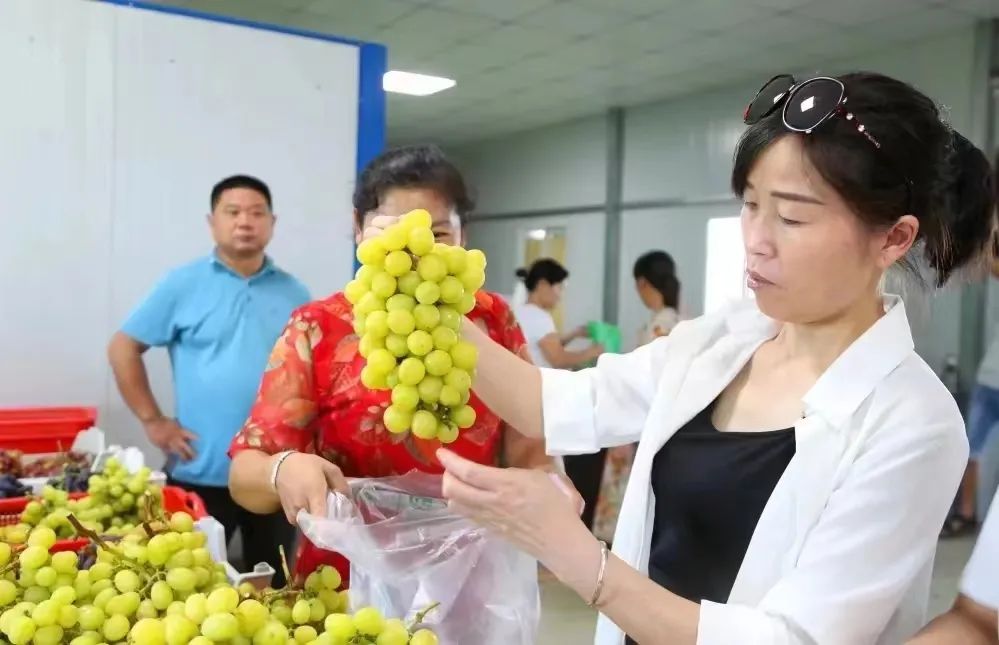 孝昌葡萄,优质农产品葡萄丰收