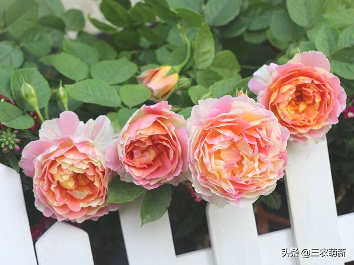 20种月季花图片大全,介绍月季花方法