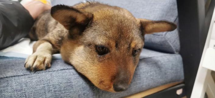 蜜蜂小狗搞笑视频,蜜蜂小狗搞笑剪辑视频