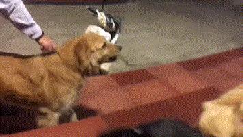 狗狗就是因为压力过大而出现问题,狗狗晚上像狼一样嚎叫是怎么回事