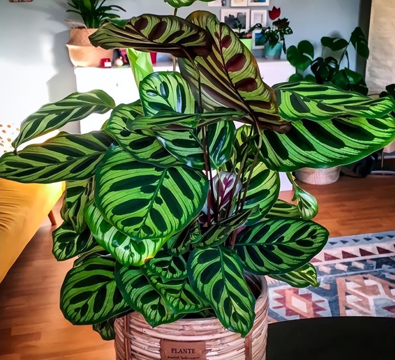 观赏植物黄叶为啥,竹芋绿植叶子焦边怎么办