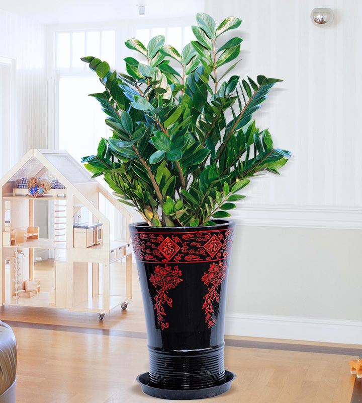 什么花寓意发财好运吉祥,寓意平安招财鸿运的干花