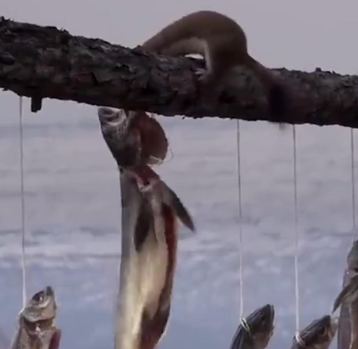 钓鱼佬被抢劫,湖北一钓友常被黄鼠狼“打劫”