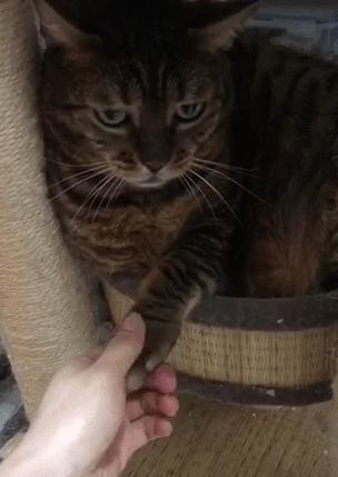 为什么老人都说家里不能养两只猫,十大不适合家养的猫