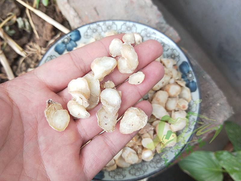 息肉就是一个肉球吗,扁桃体息肉老有痰异物感严重