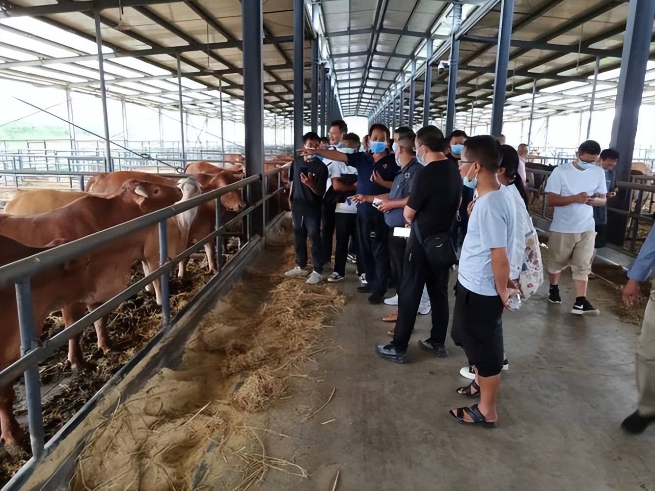 肉牛养殖技术西门塔尔牛养殖视频,生牛养殖和肉牛养殖的区别