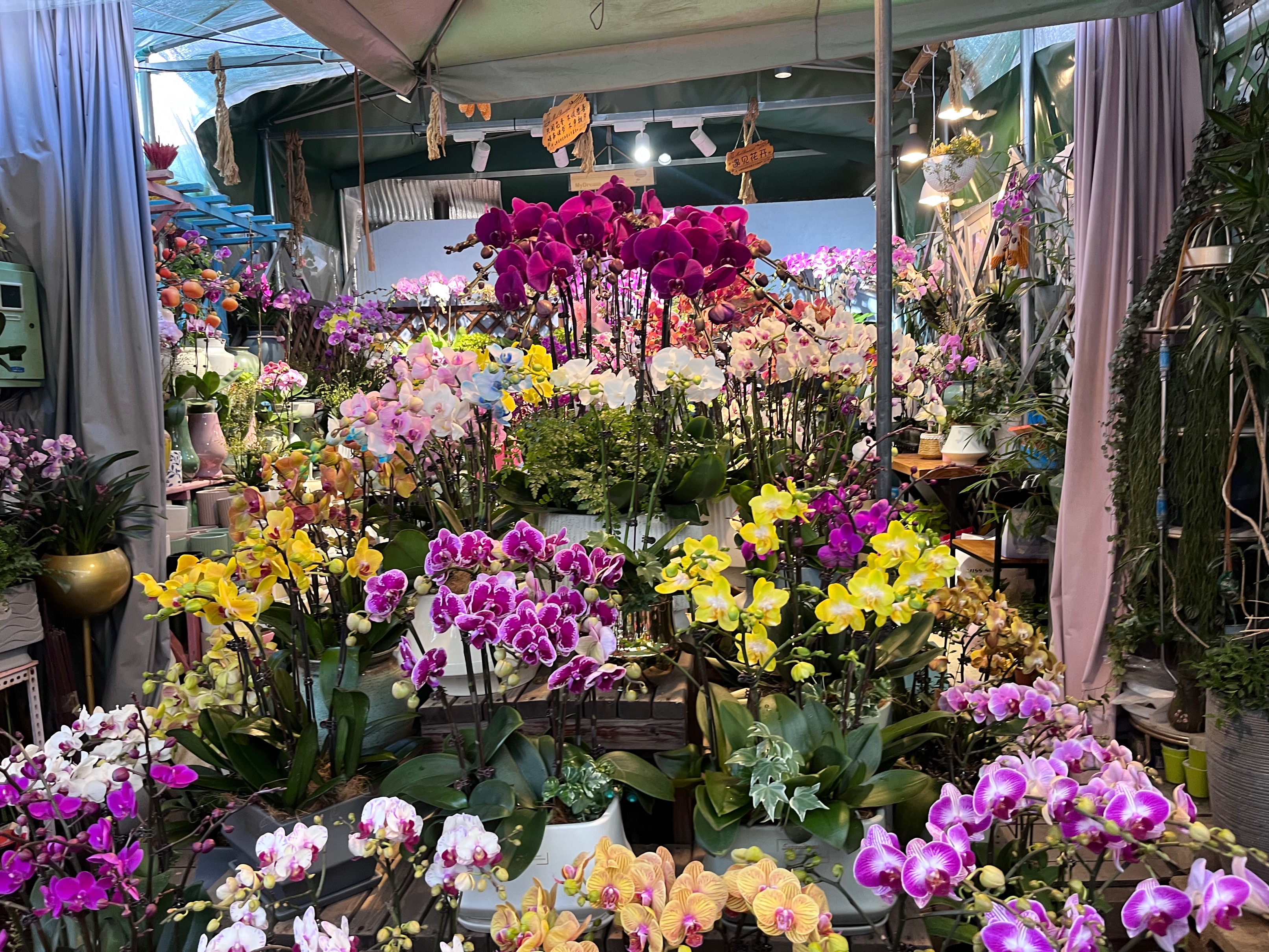 昆明花市今日花价,昆明花卉批发市场年宵花