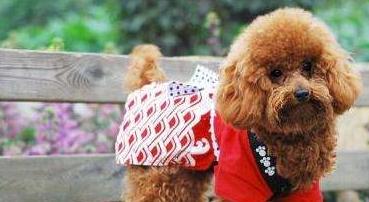 如何清理泰迪幼犬排泄腺,如何给泰迪狗清理肛腺