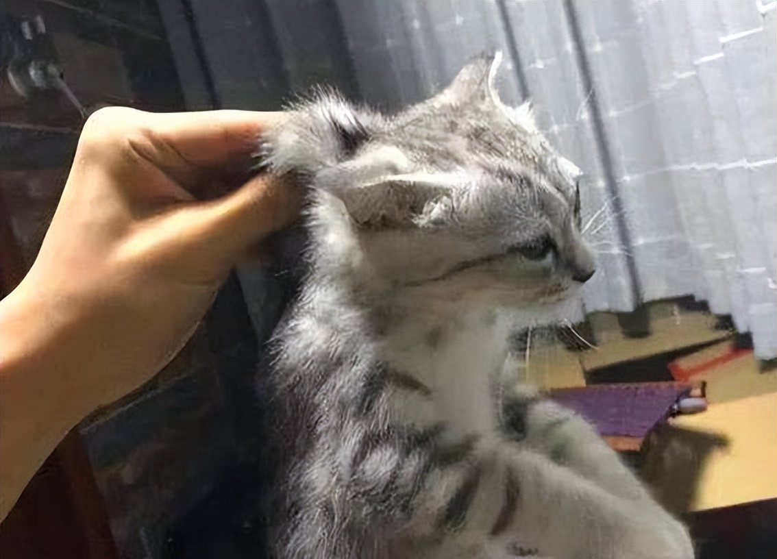 原来猫咪也害怕打针,原来猫咪也怕打雷