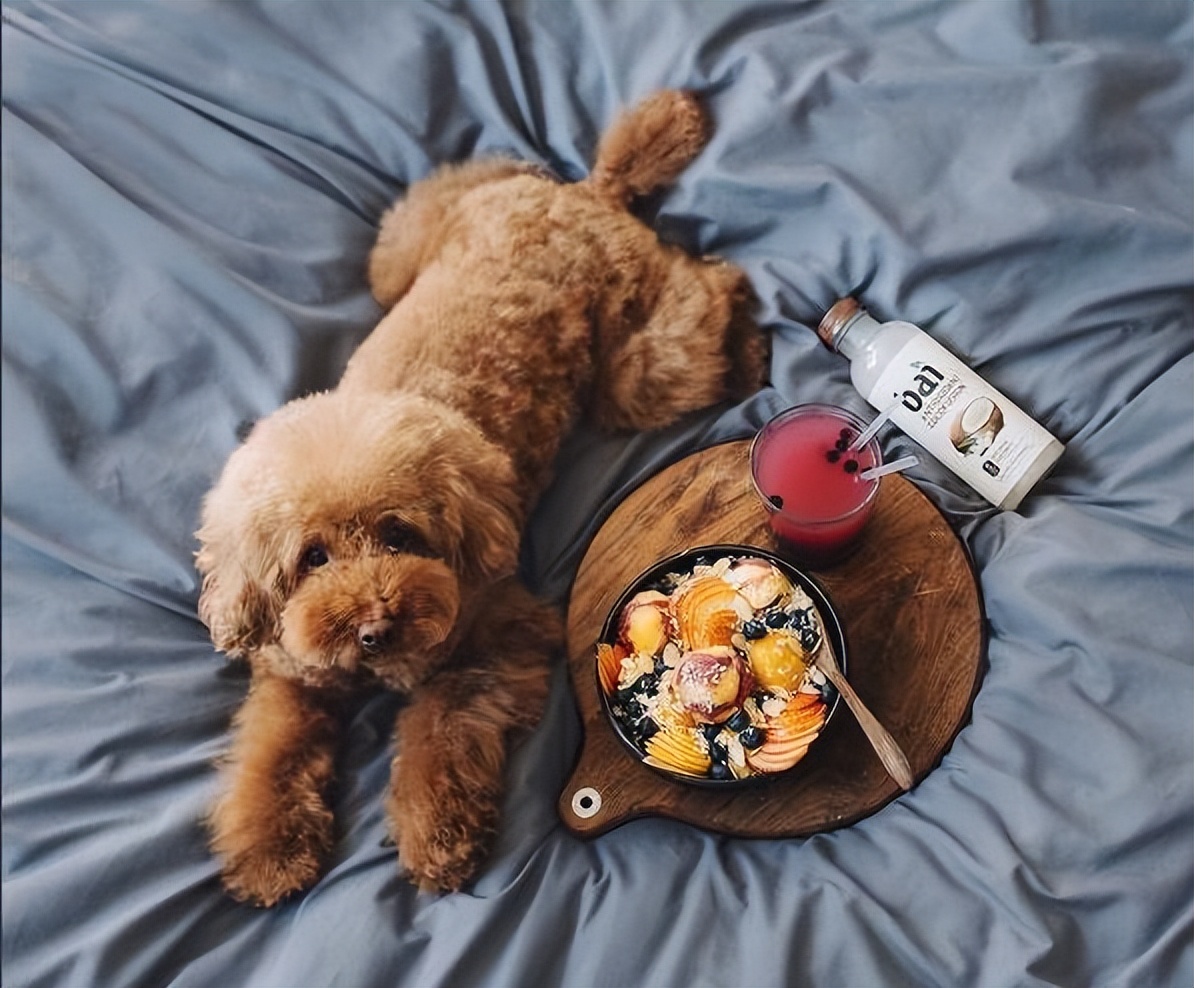 泰迪吃草莓有什么危害,泰迪哪些不能吃