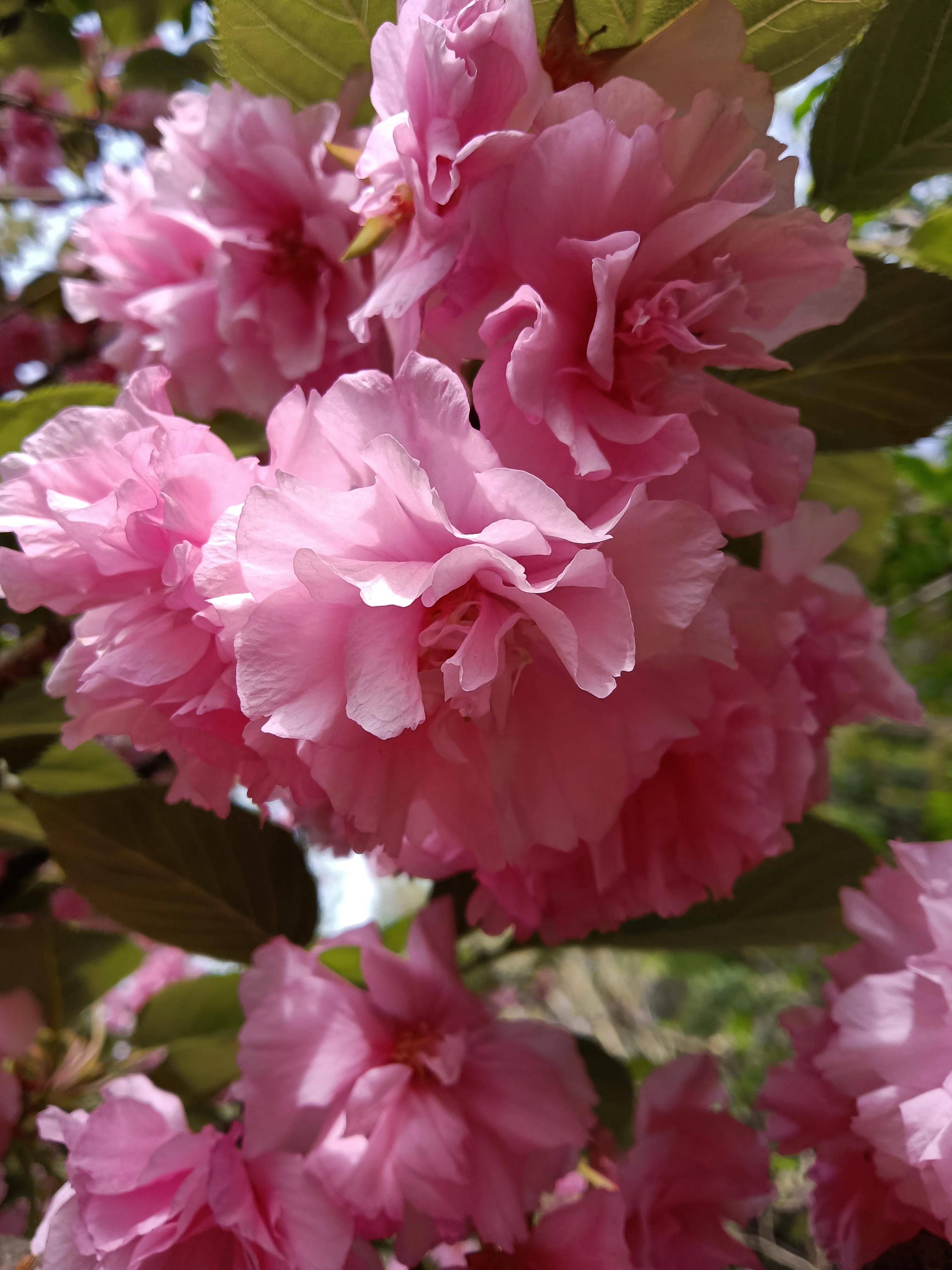 落英缤纷文章,有感于的意思