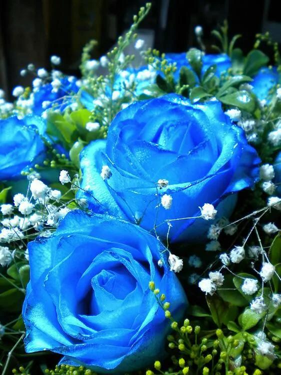 图片蓝色妖姬,蓝色妖姬图片q版