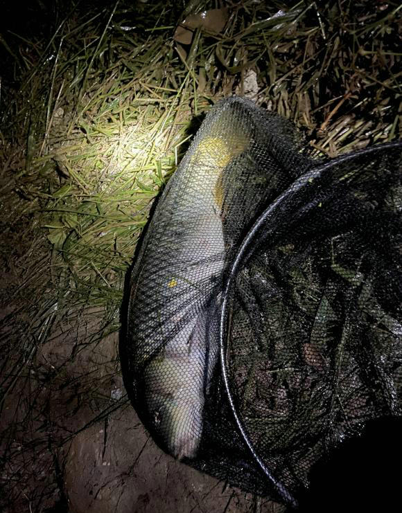 河里钓鱼鱼被咬了一半,钓鱼遇到被咬的鱼