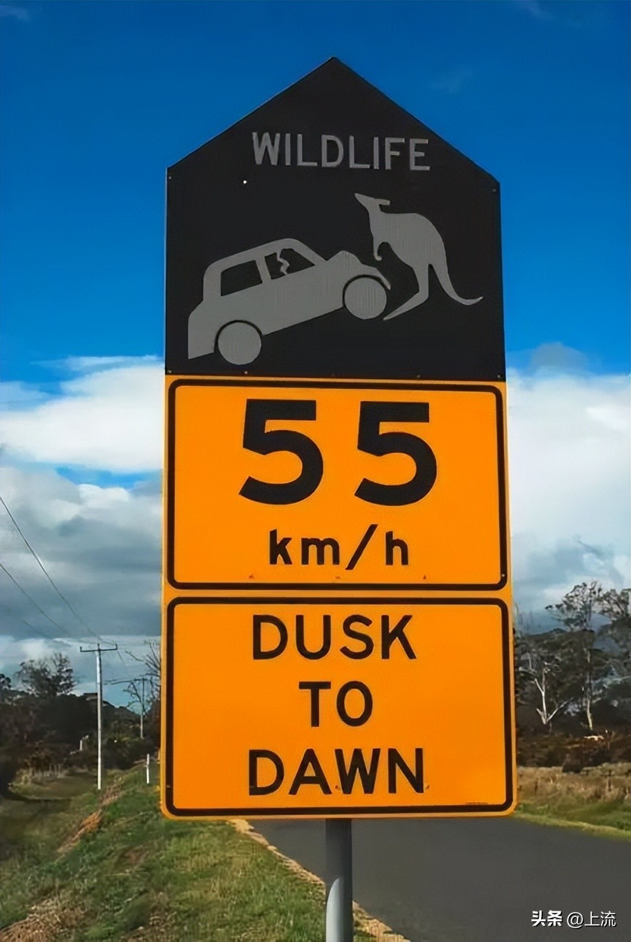 澳洲公袋鼠,澳洲的公袋鼠