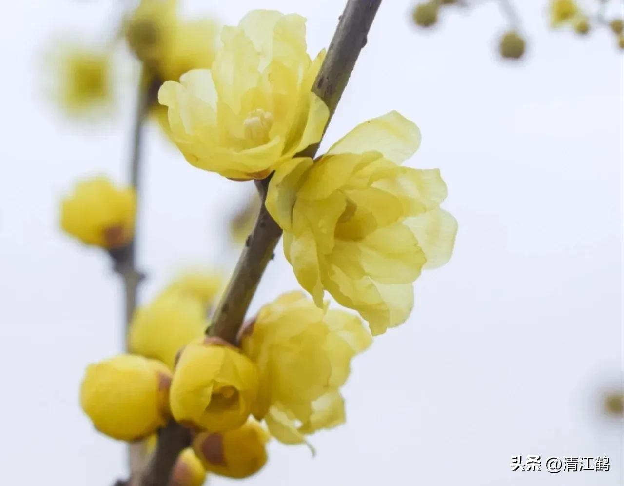 腊梅病虫害图片,腊梅病害