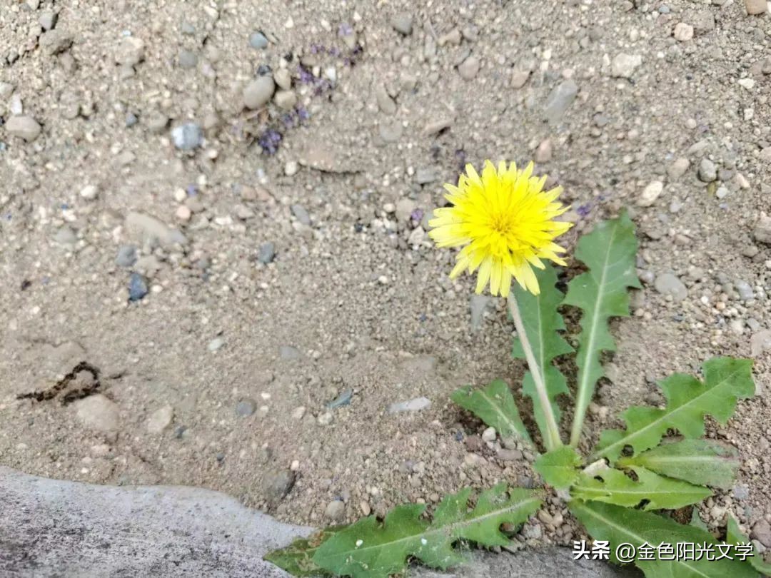 一年级自己画图写话,一年级看图说话写话