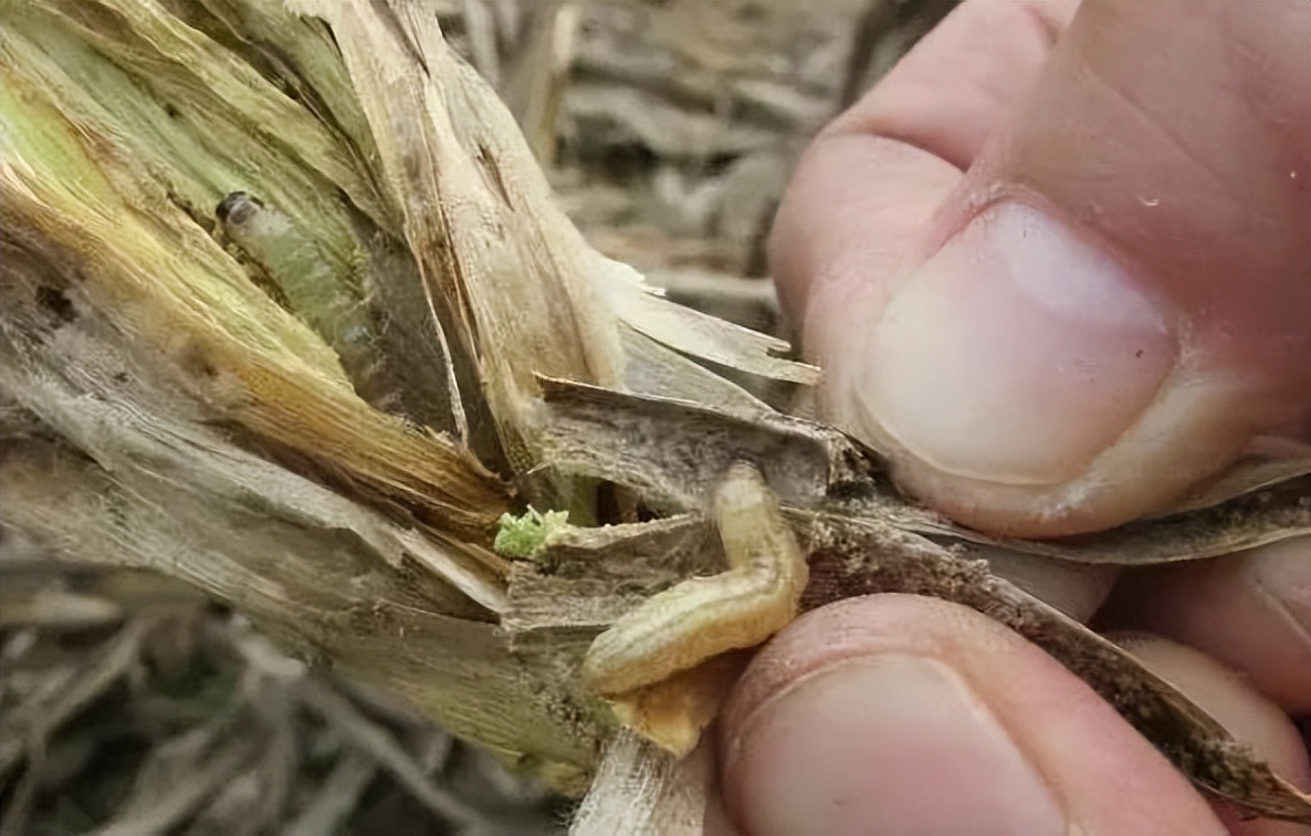 关于农作物秸秆禁烧的政策,你怎么看秸秆禁烧令