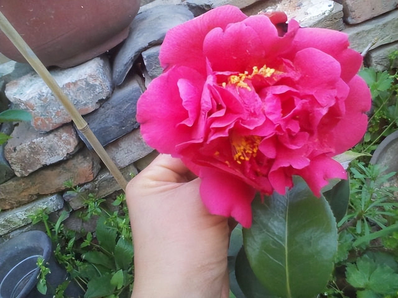 花多多2号浇花的比例,花多多1号浇花多久见效