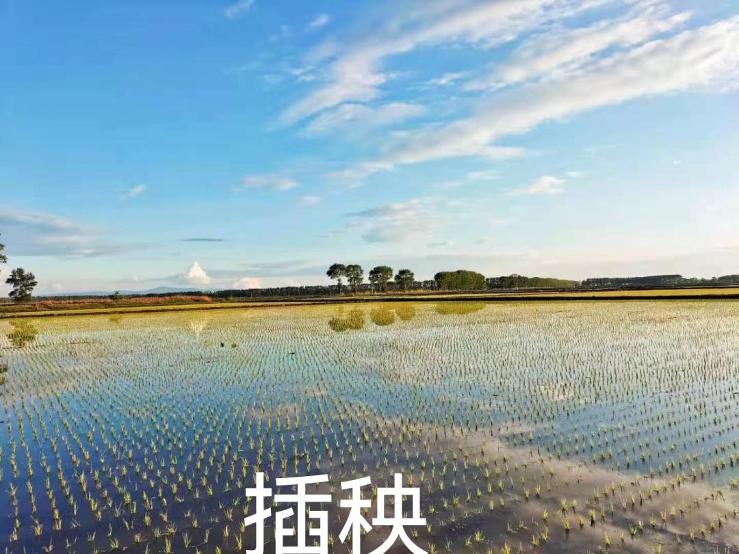 五常稻花香大米怎样辨别真假呢,五常大米国标1354和19266的区别