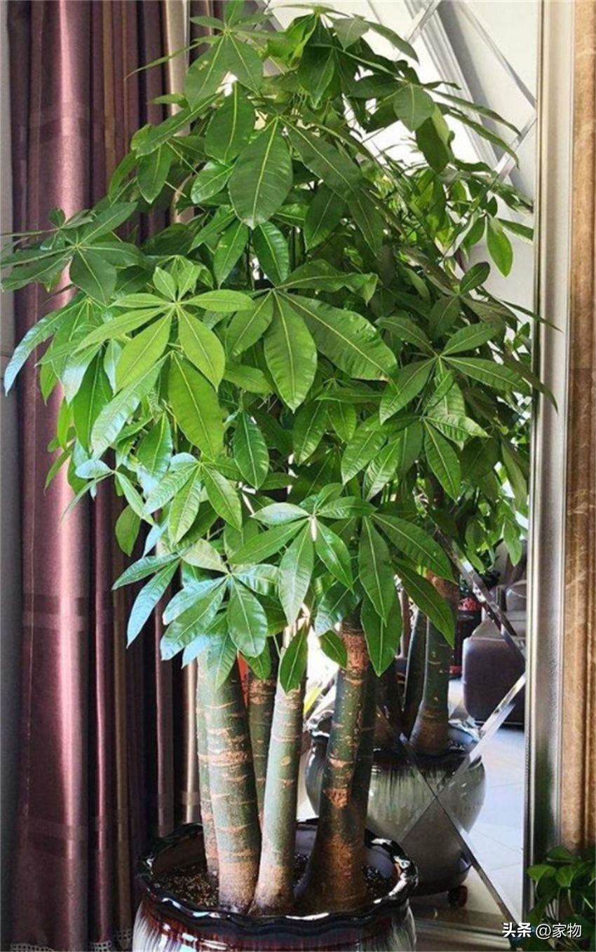 客厅放绿植好养吗,客厅放绿植有什么忌讳