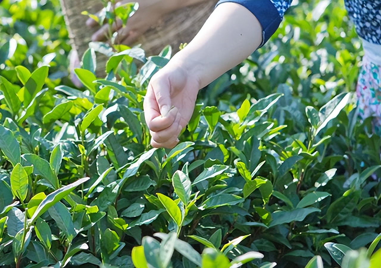 世界上唯一的绿茶六安瓜片,中国有名的茶叶六安瓜片