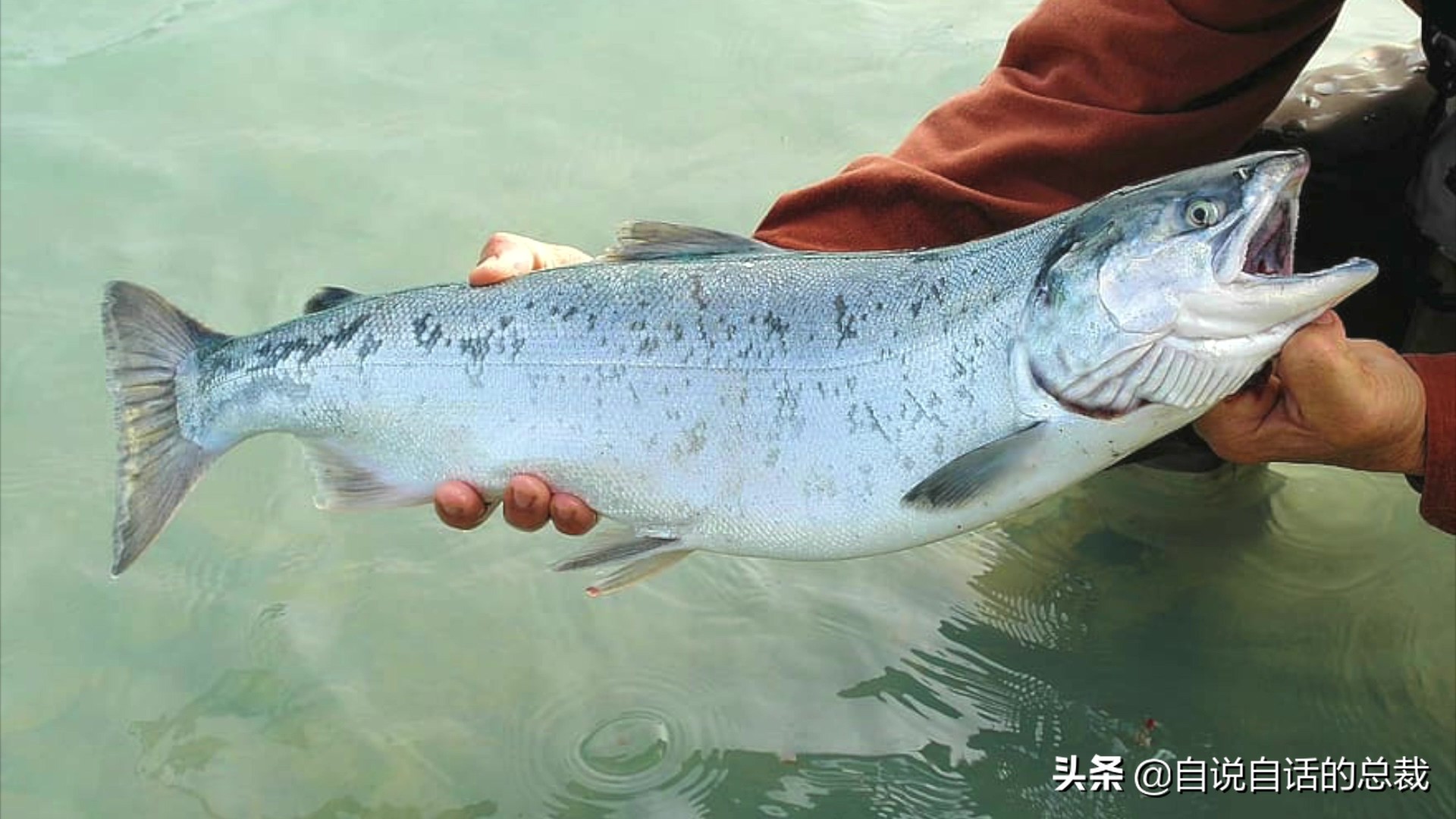 三文鱼水光真假分辨,哪种才是真正的三文鱼