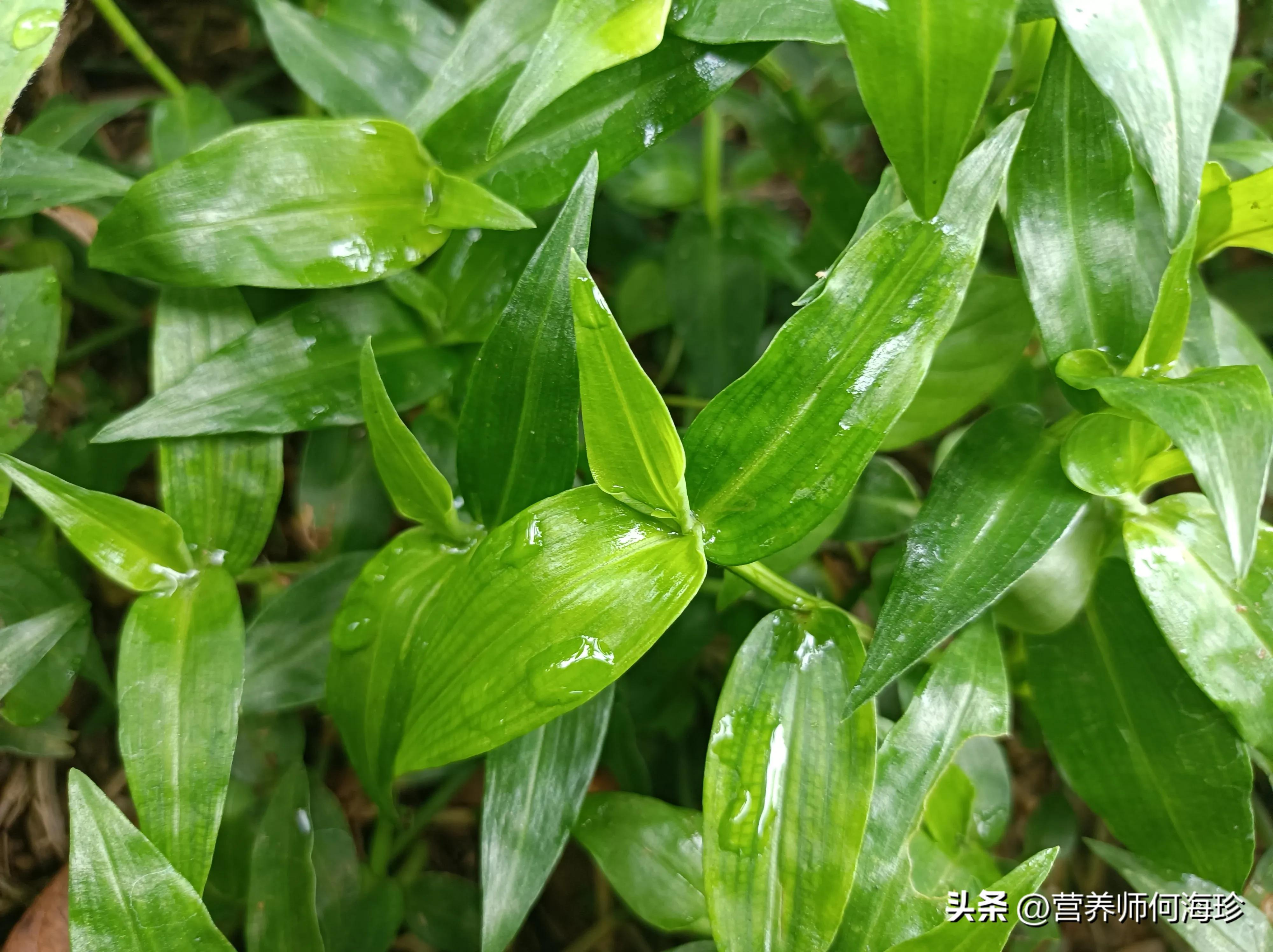 花朵像蝴蝶，曾用来喂猪，懂它的人称为“泻火草”，如今十分珍贵