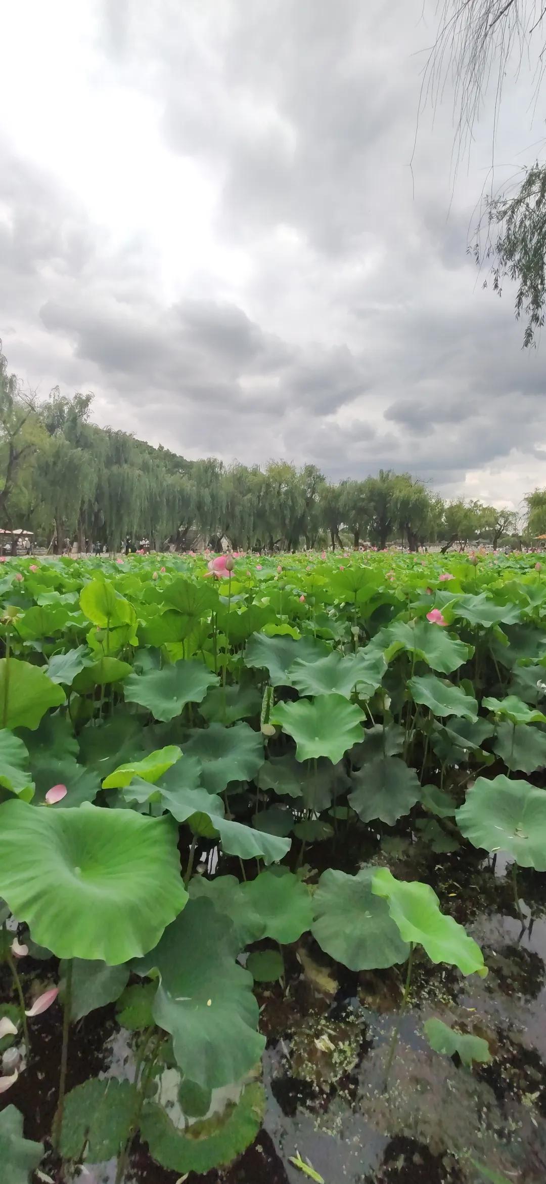 昆明西华公园海棠花,昆明市免费公园有几个
