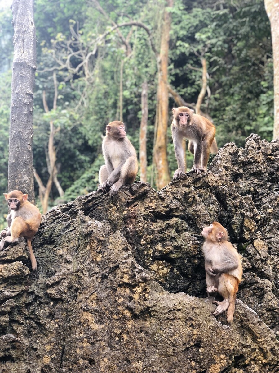 广西德天瀑布回广州沿途景区,德天跨国大瀑布风景区和古龙山