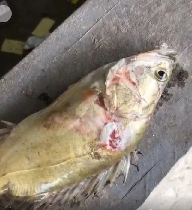 鳜鱼出血病的最佳治疗方法,鳜鱼水温突然升高应激反应